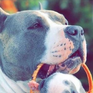 Meet your Posher, Isaac